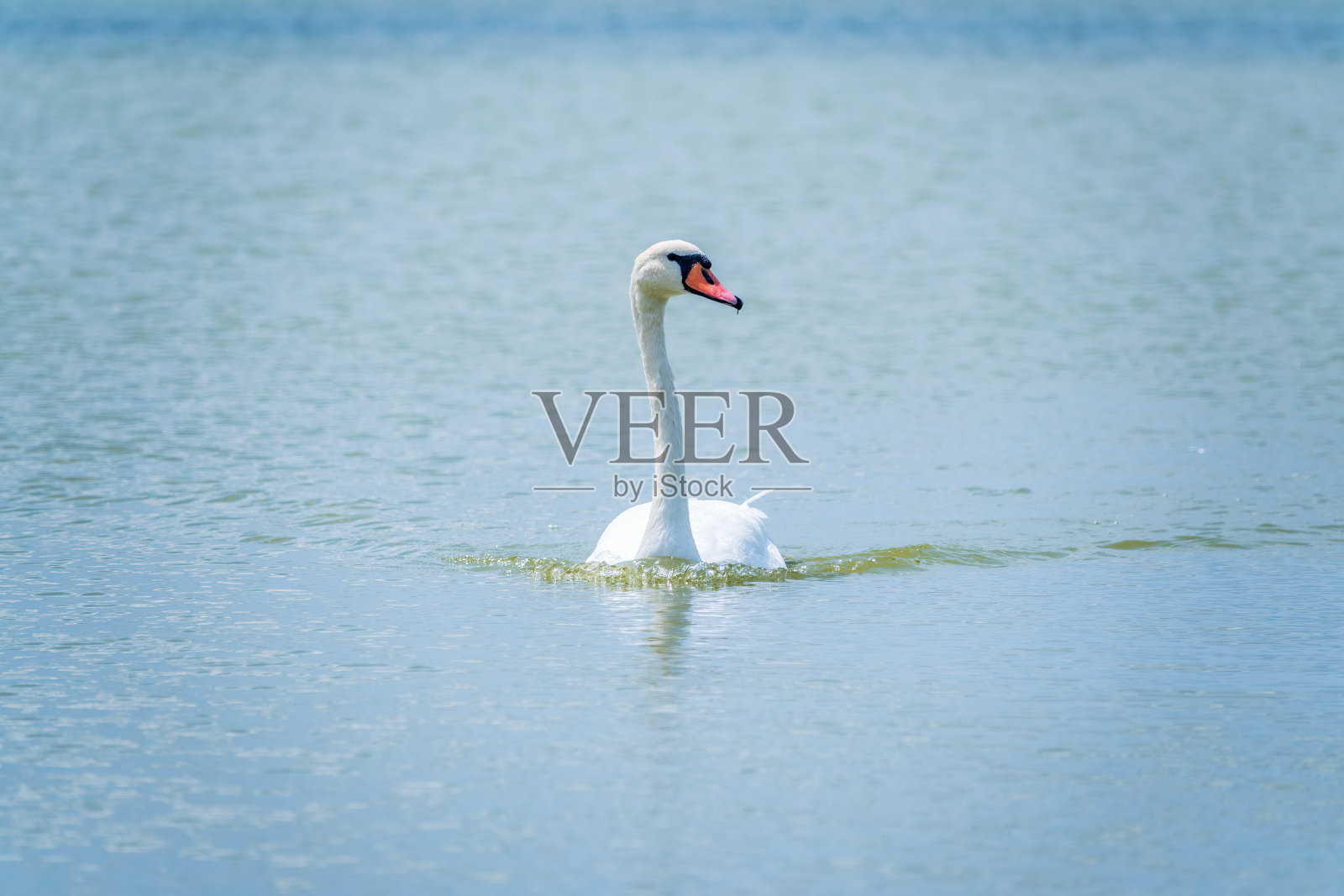 湖中游弋着优雅的白天鹅，天鹅在野外遨游。一只白天鹅在湖上游泳的肖像。照片摄影图片