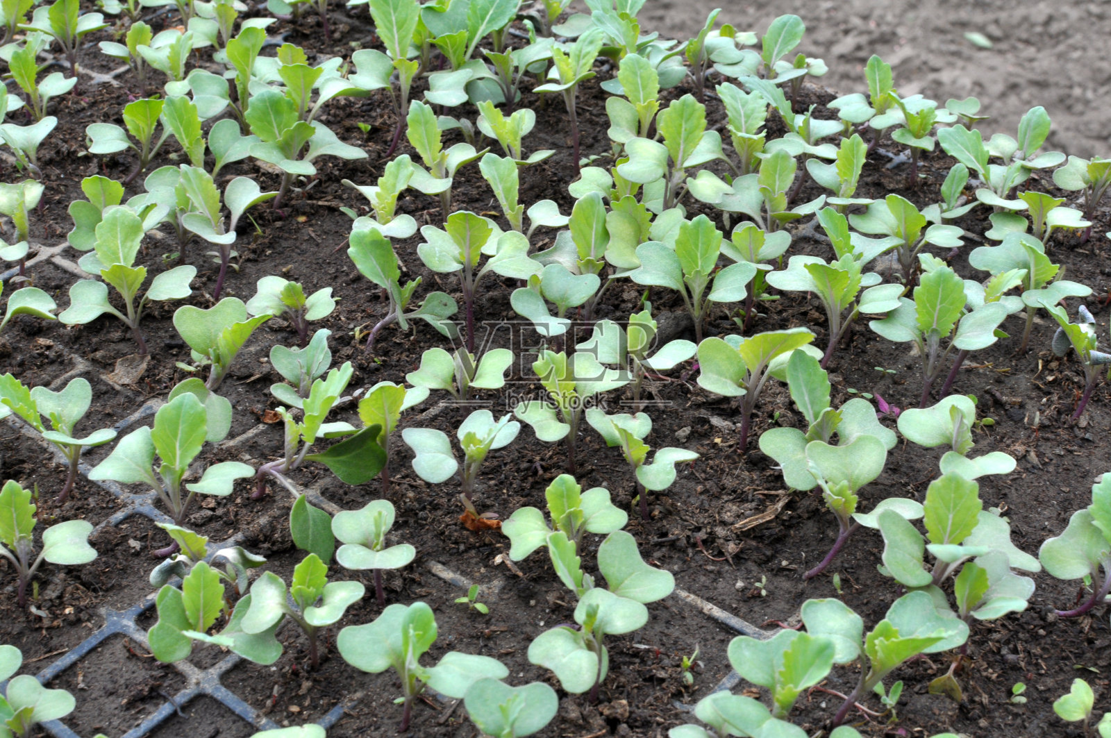 在塑料盒中生长的卷心菜幼苗。照片摄影图片