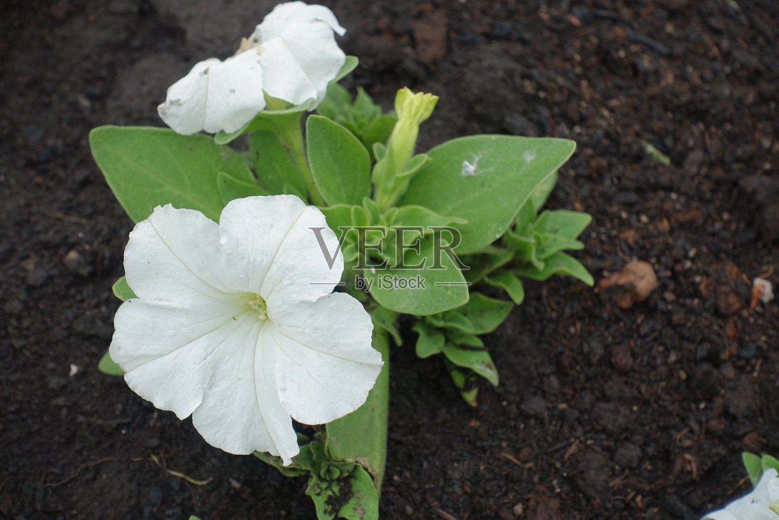 5月牵牛花的两朵白花和花蕾的近景照片摄影图片