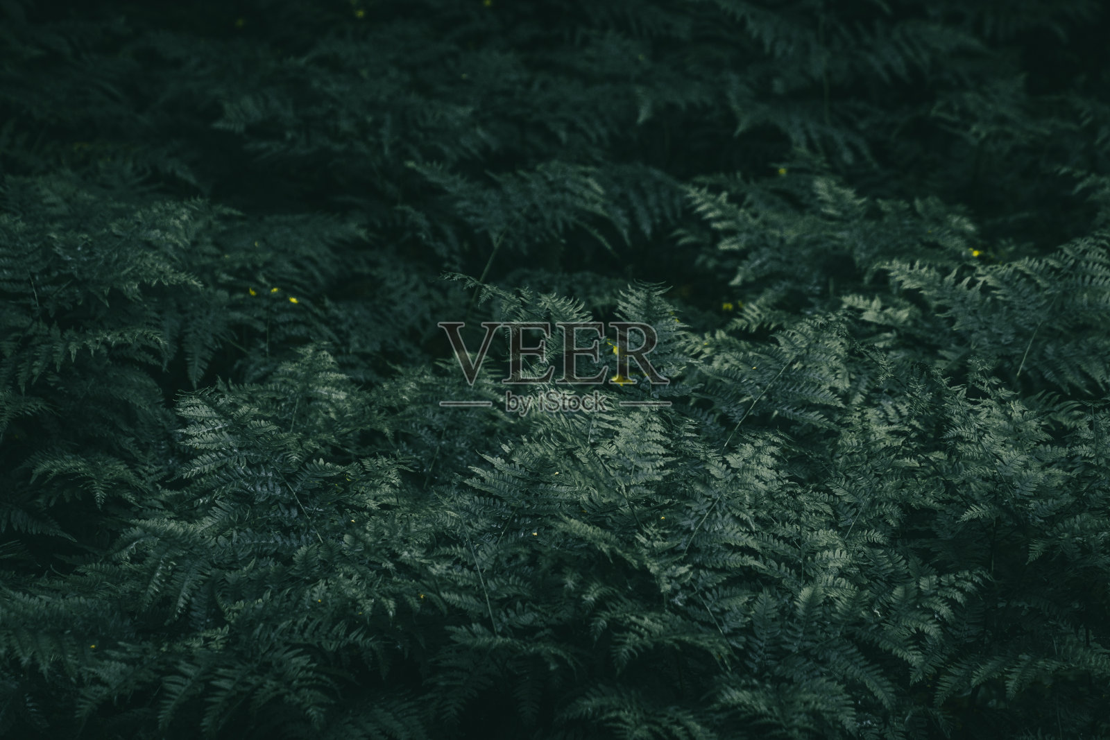 美丽的大自然照片摄影图片