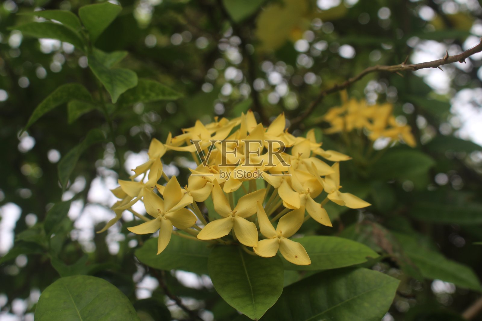 黄色的花照片摄影图片