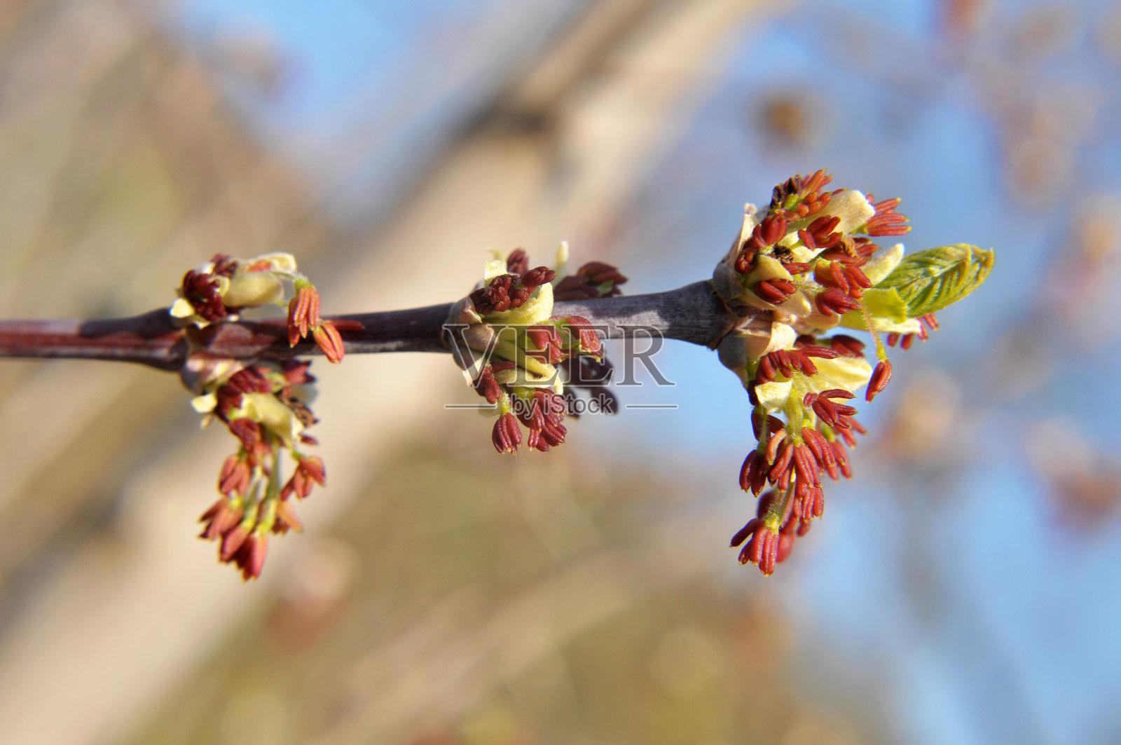 在自然界中，枫树(Acer negundo)开花照片摄影图片