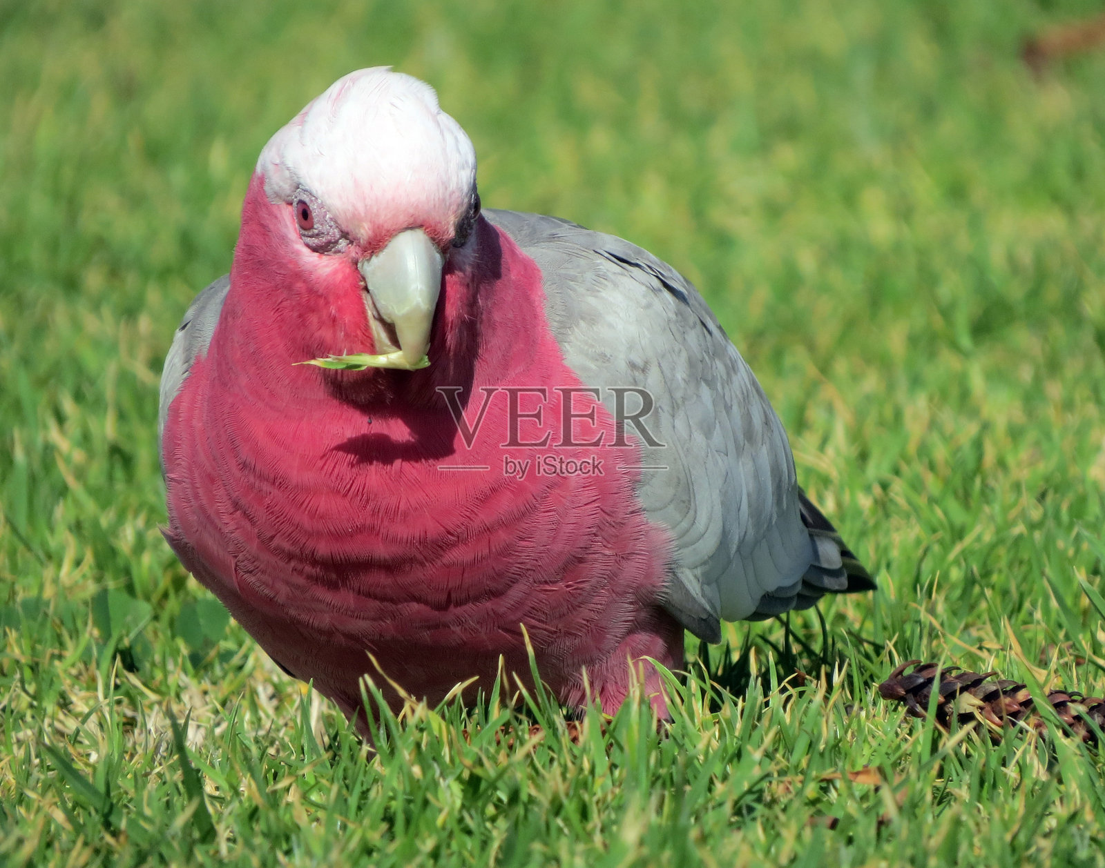 粉红色和灰色的加拉照片摄影图片