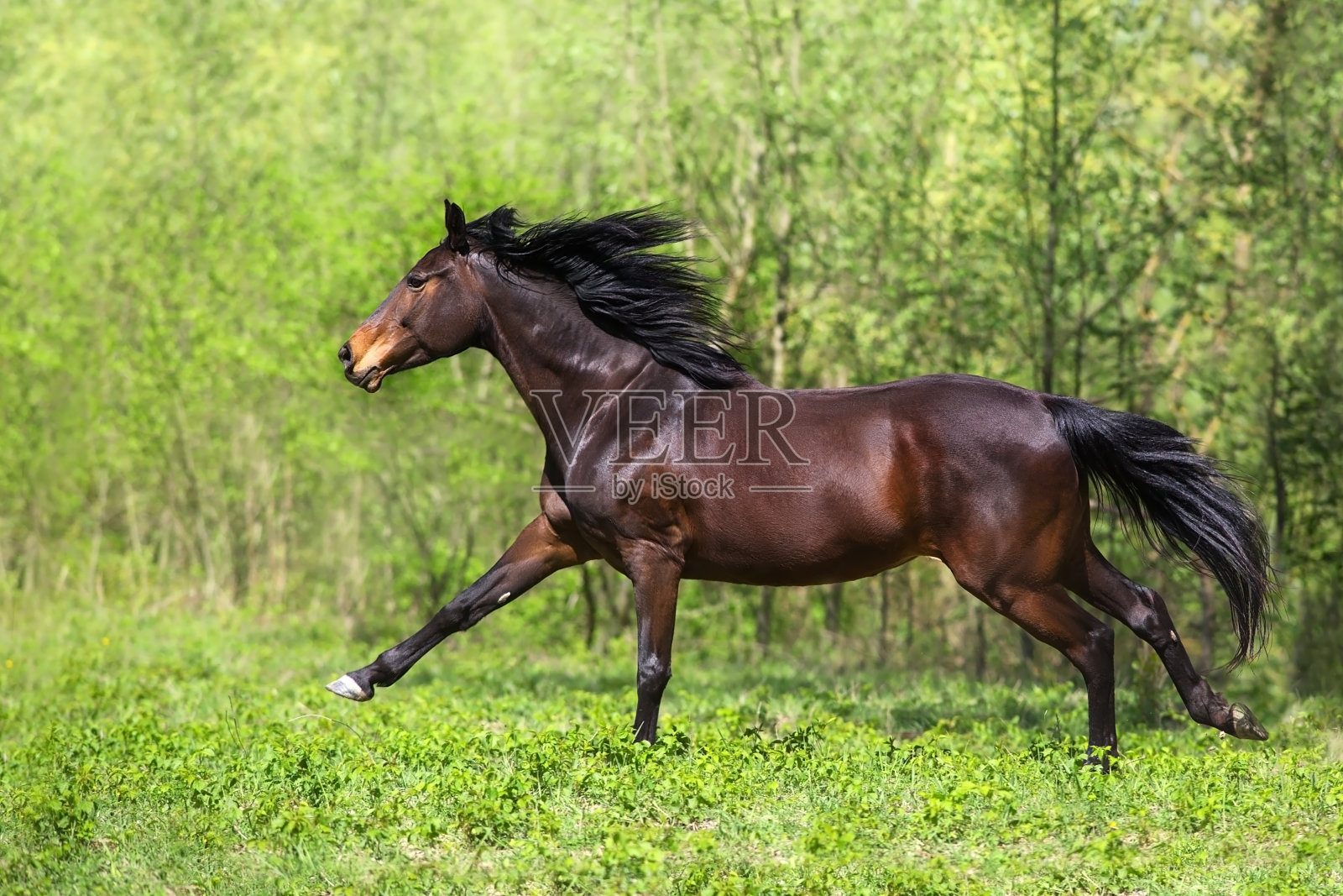 海湾种马自由奔跑照片摄影图片