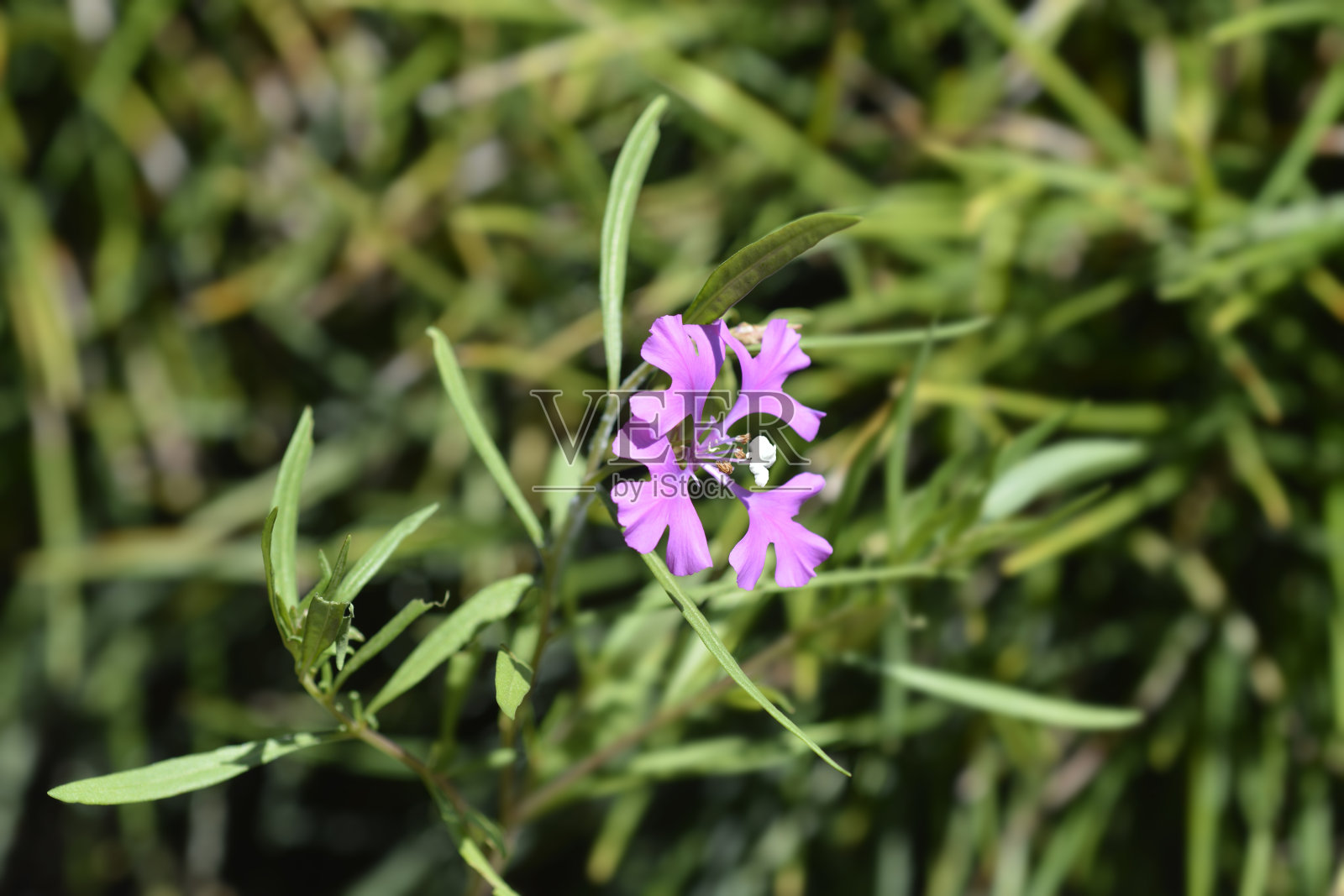 粉红精灵照片摄影图片