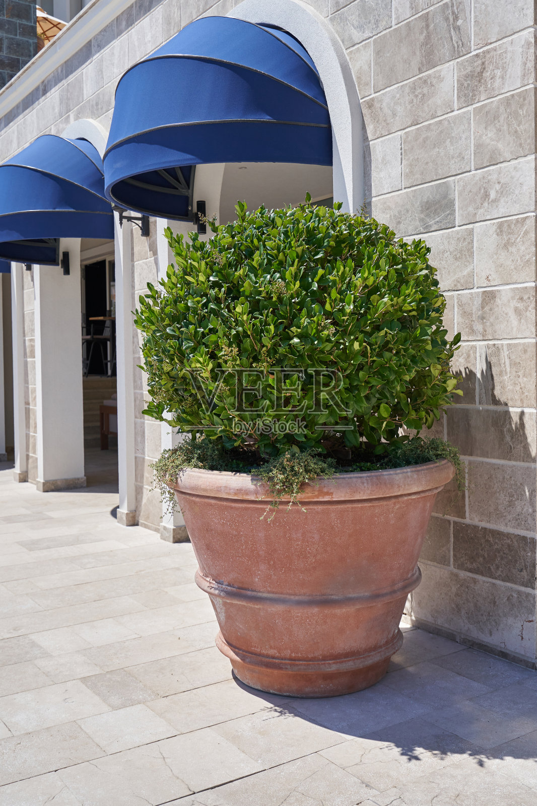 大陶罐中的月桂树，用于建筑旁边的景观美化照片摄影图片