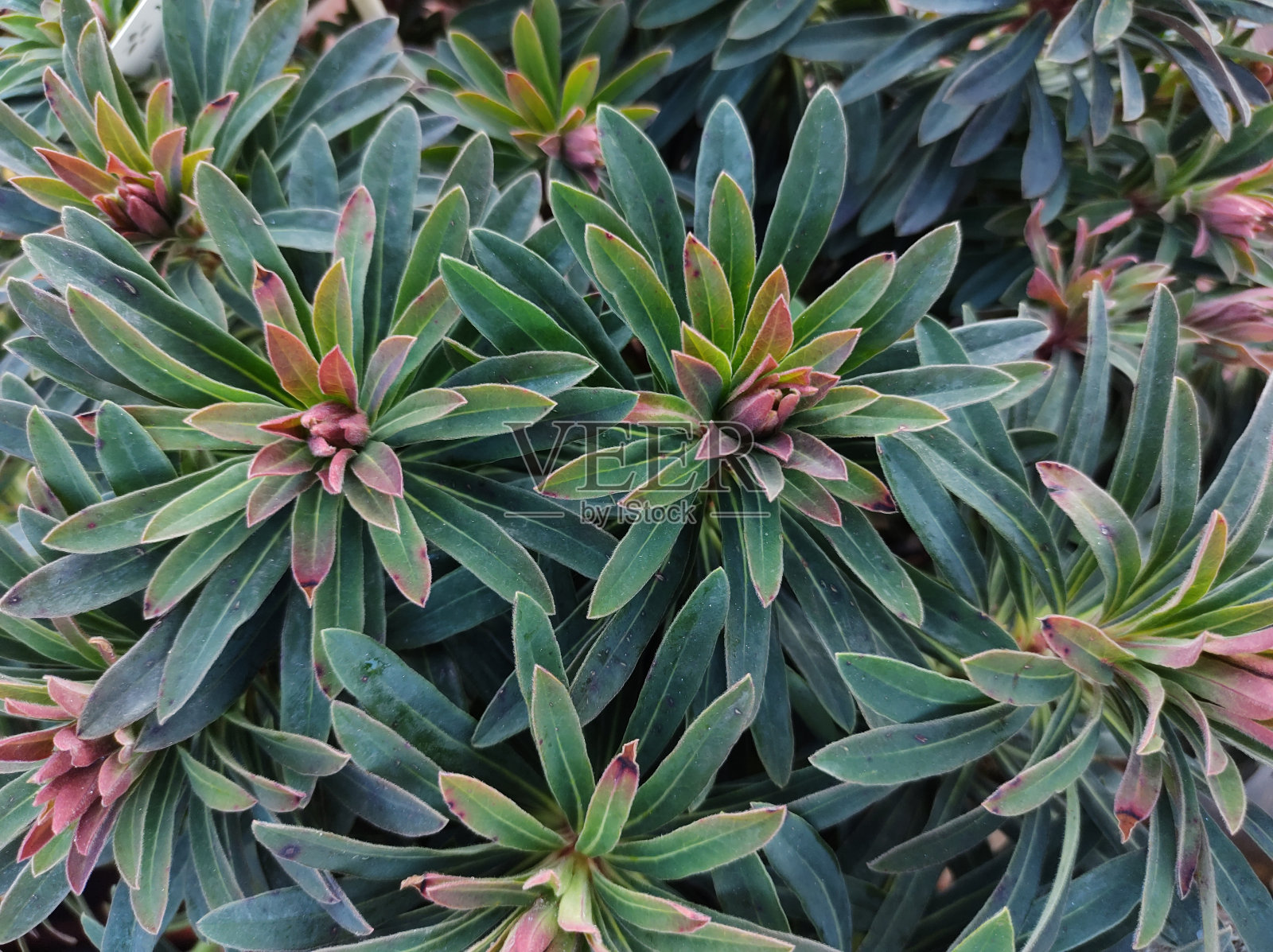 大戟x马提尼“婴儿魅力”照片摄影图片