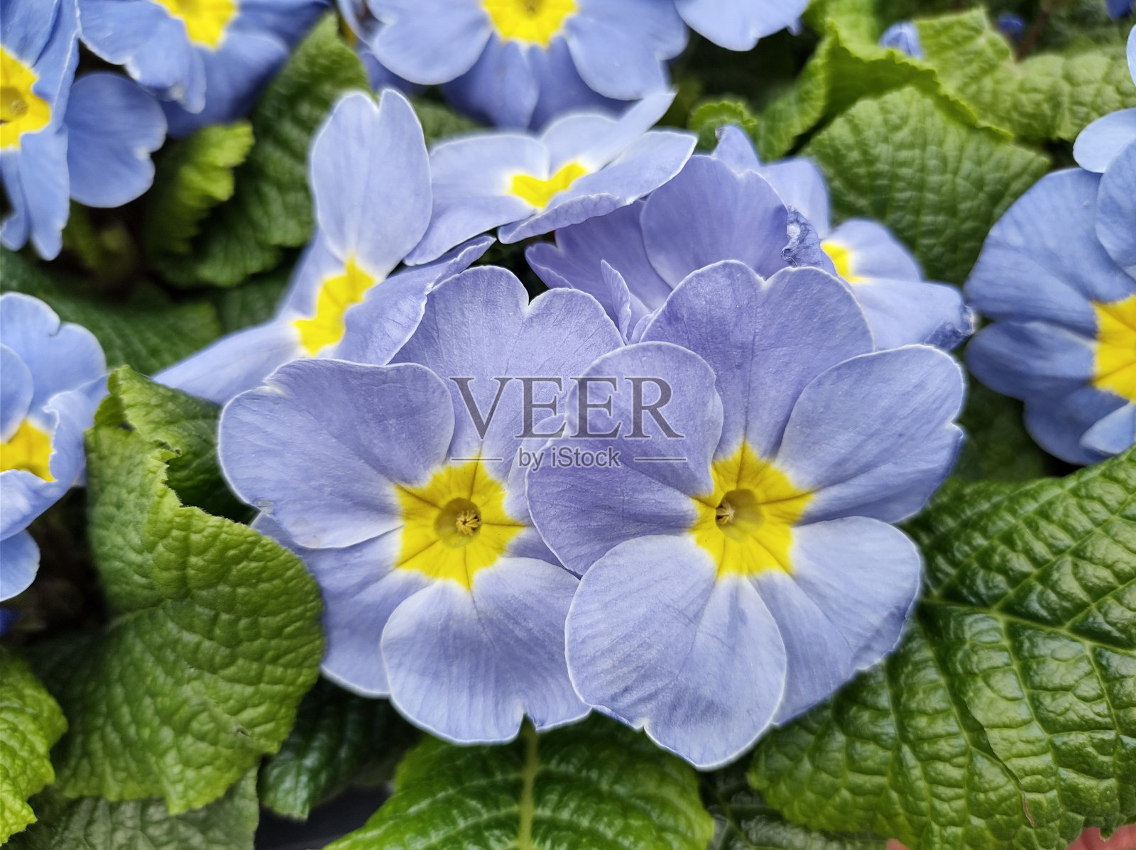 樱草花“糖果般的天蓝”照片摄影图片