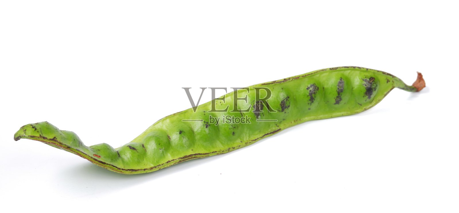 在白色背景上孤立的斑羚(Parkia speciosa)照片摄影图片