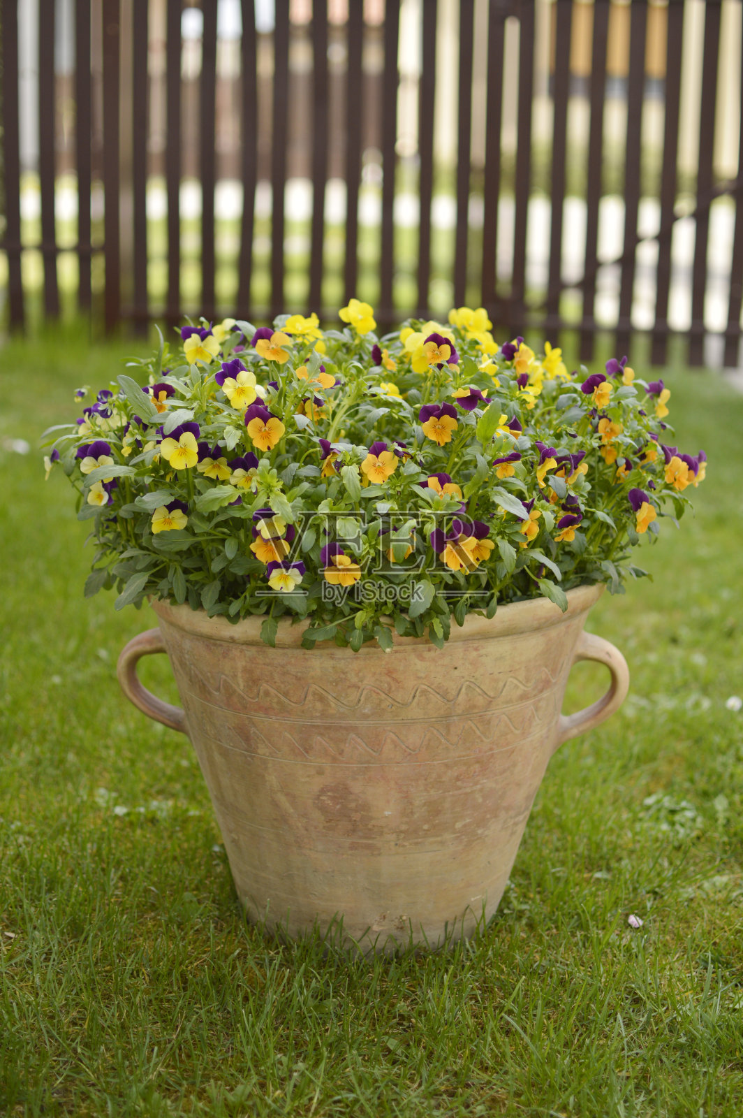 花盆里长着五颜六色的三色堇照片摄影图片