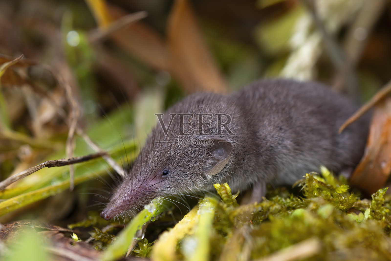 森林里的小鼩鼱，在绿色的苔藓背景上。小型食虫动物照片摄影图片
