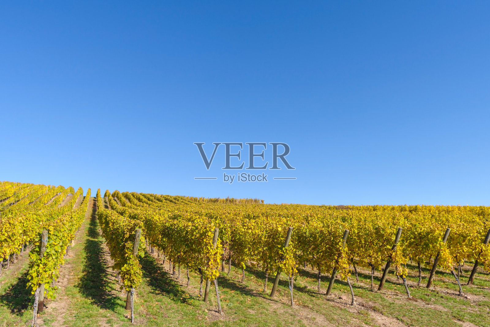 秋天的阿尔萨斯葡萄园，法国格兰德埃斯特照片摄影图片