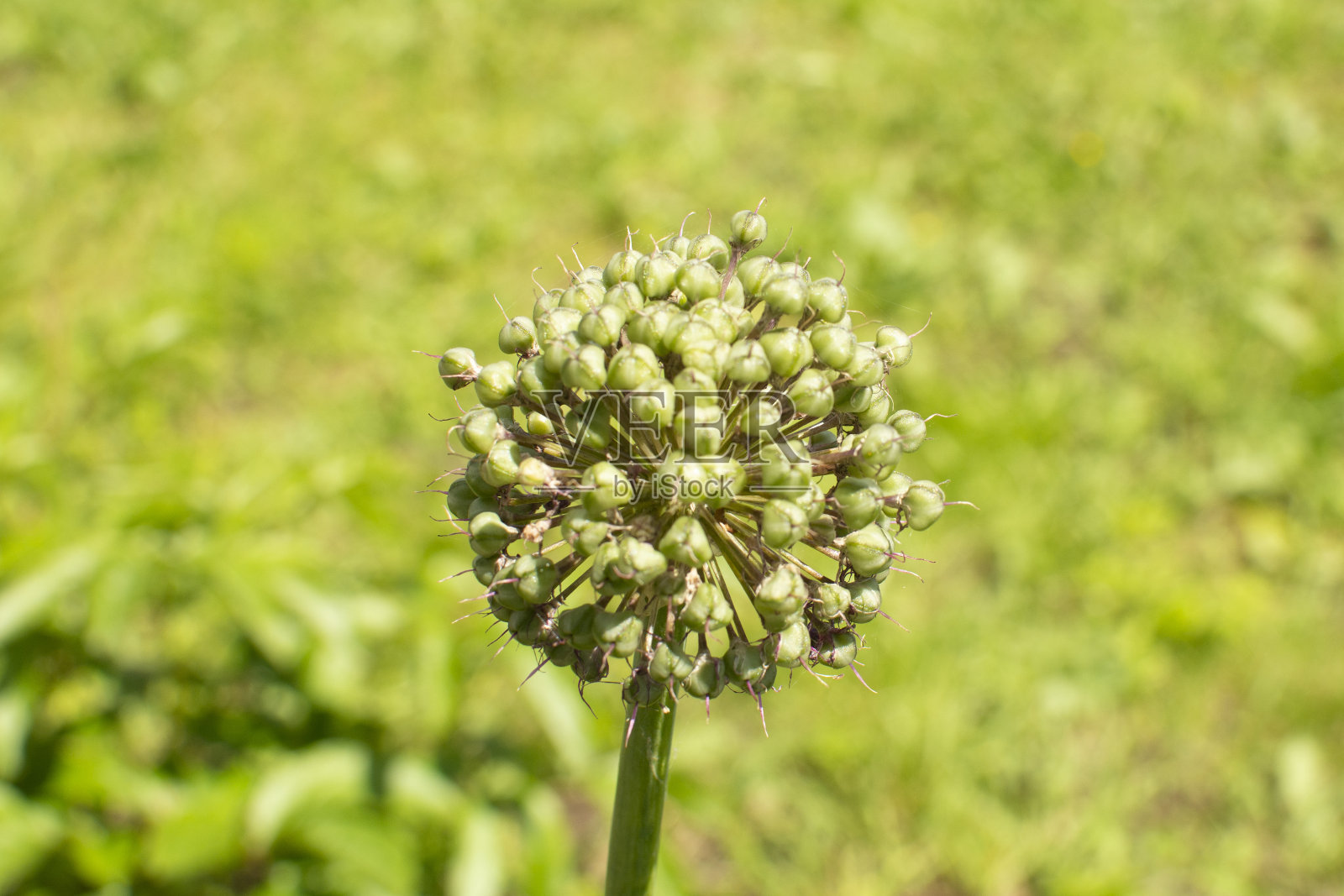 盛开的洋葱头在花园里。农业的背景。绿色的洋葱。小葱或Sibies。夏季农村景象。照片摄影图片