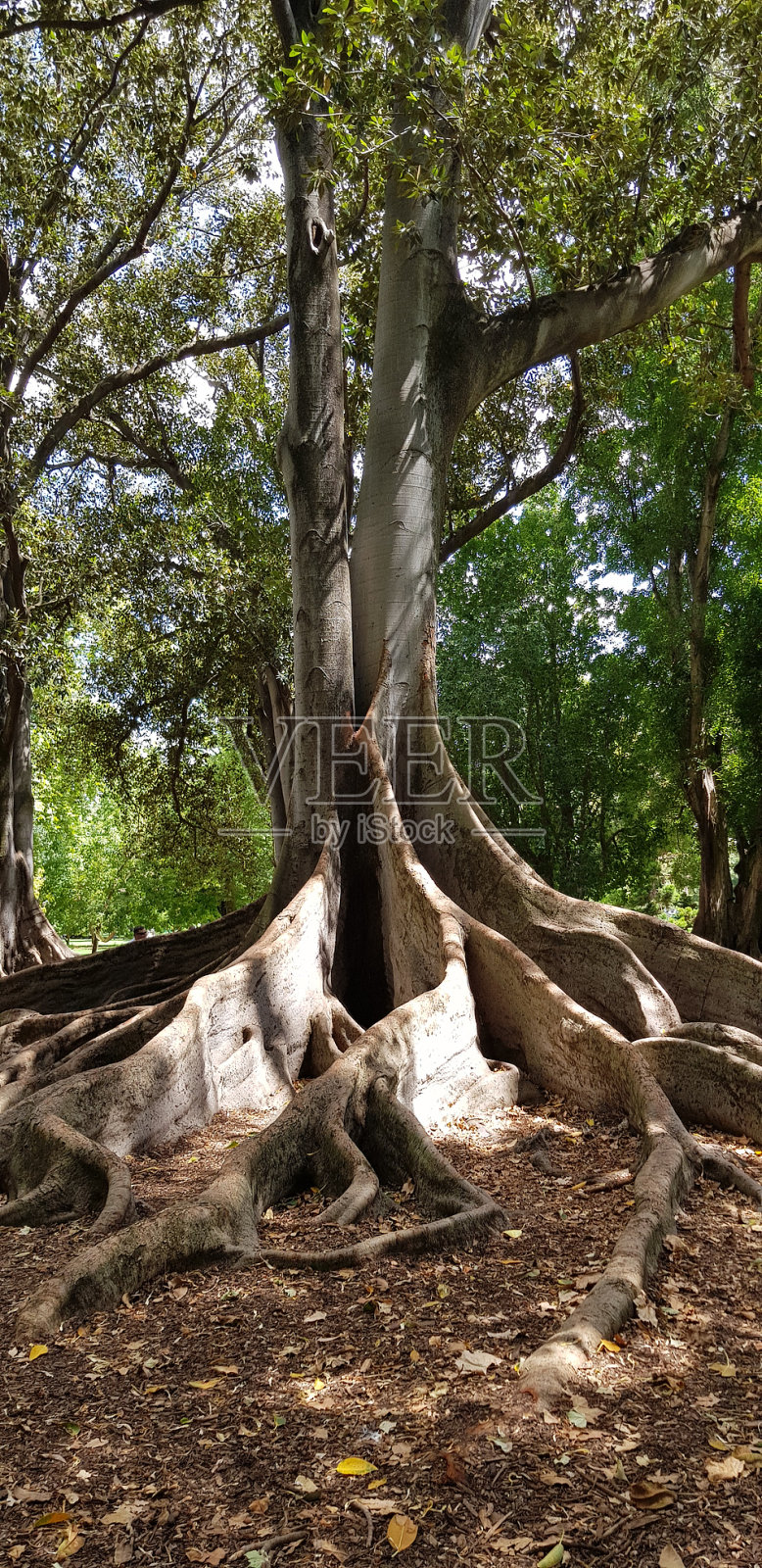 树与根照片摄影图片