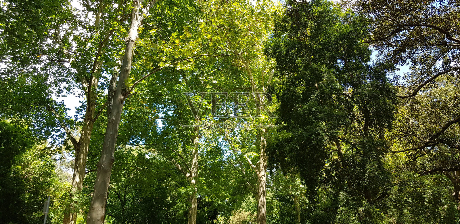 树与根照片摄影图片