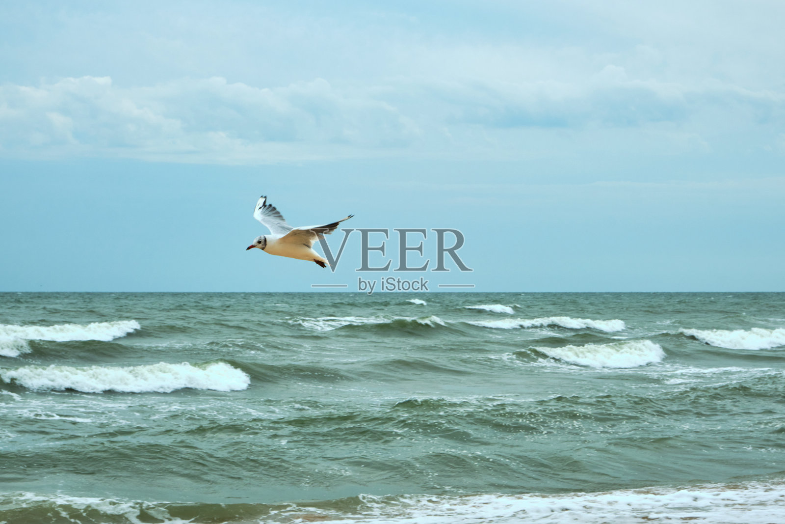 海鸥是海里的鸟照片摄影图片