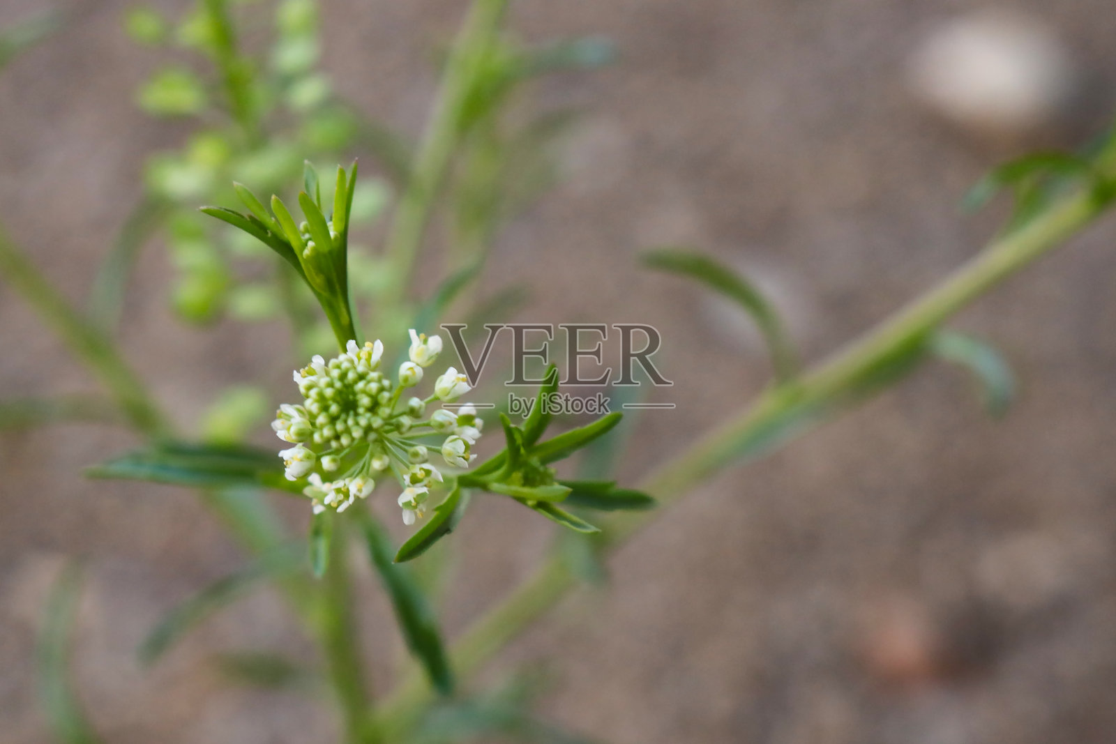 小白花和绿色的茎照片摄影图片