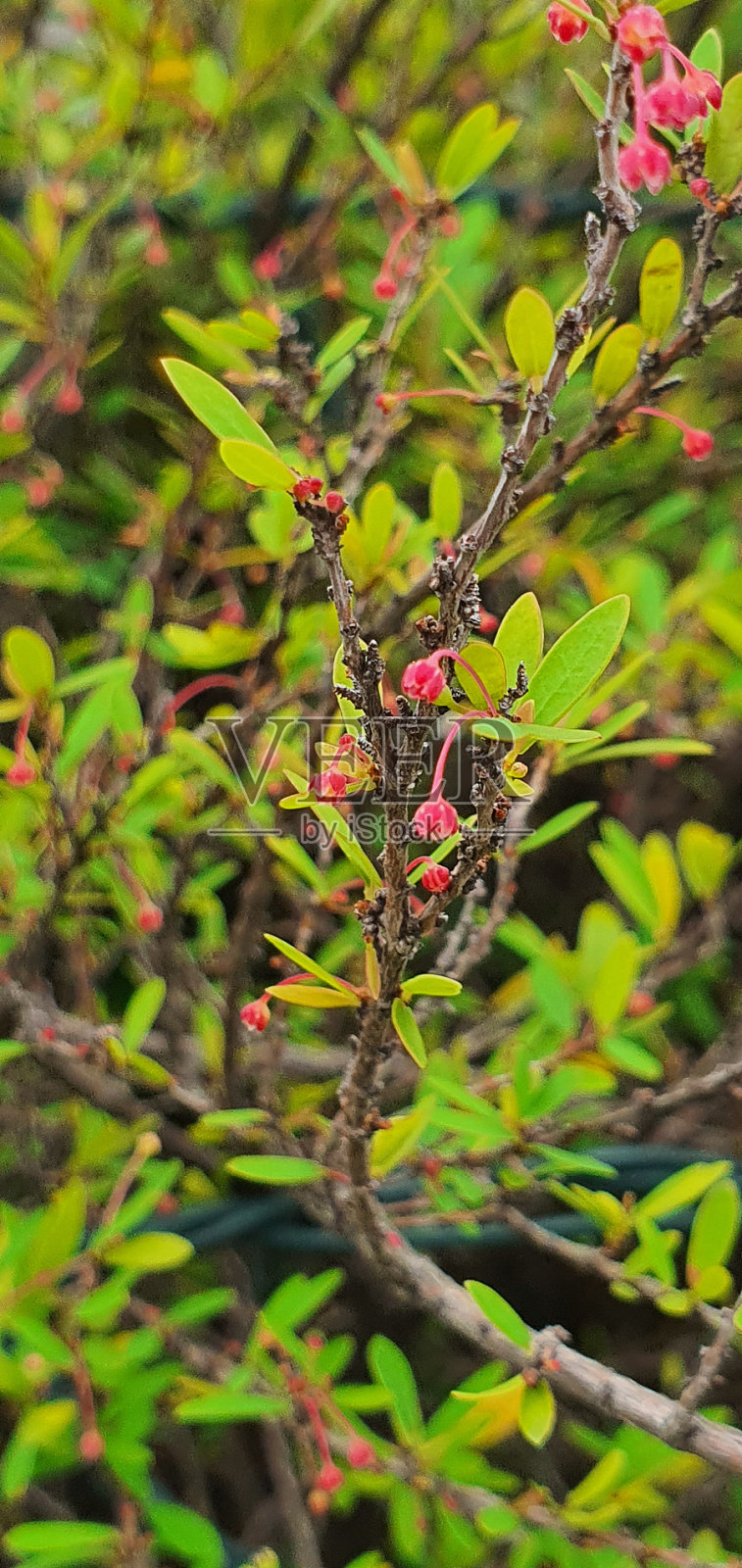 小焦点花照片摄影图片