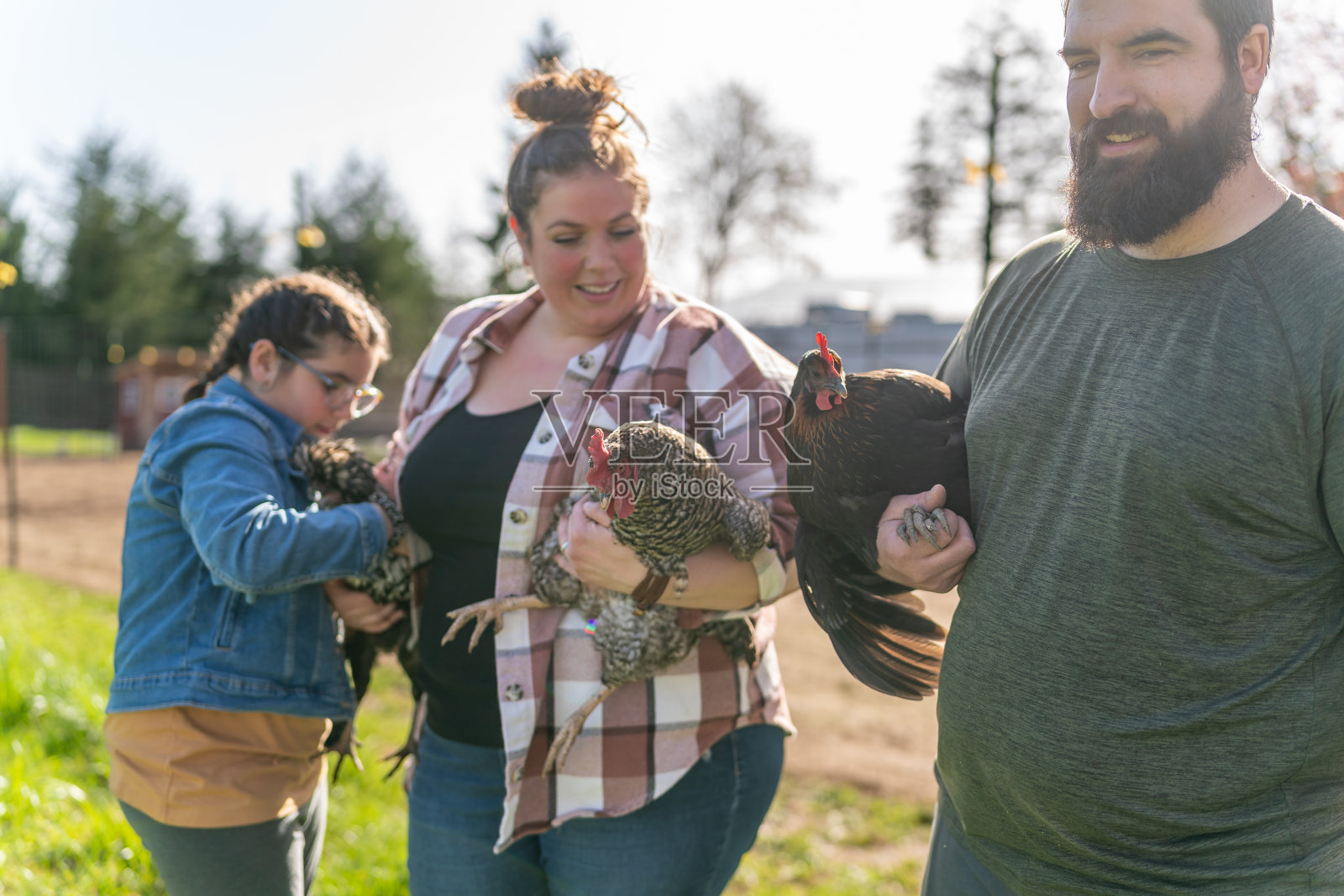 一家人和鸡一起在户外玩耍照片摄影图片
