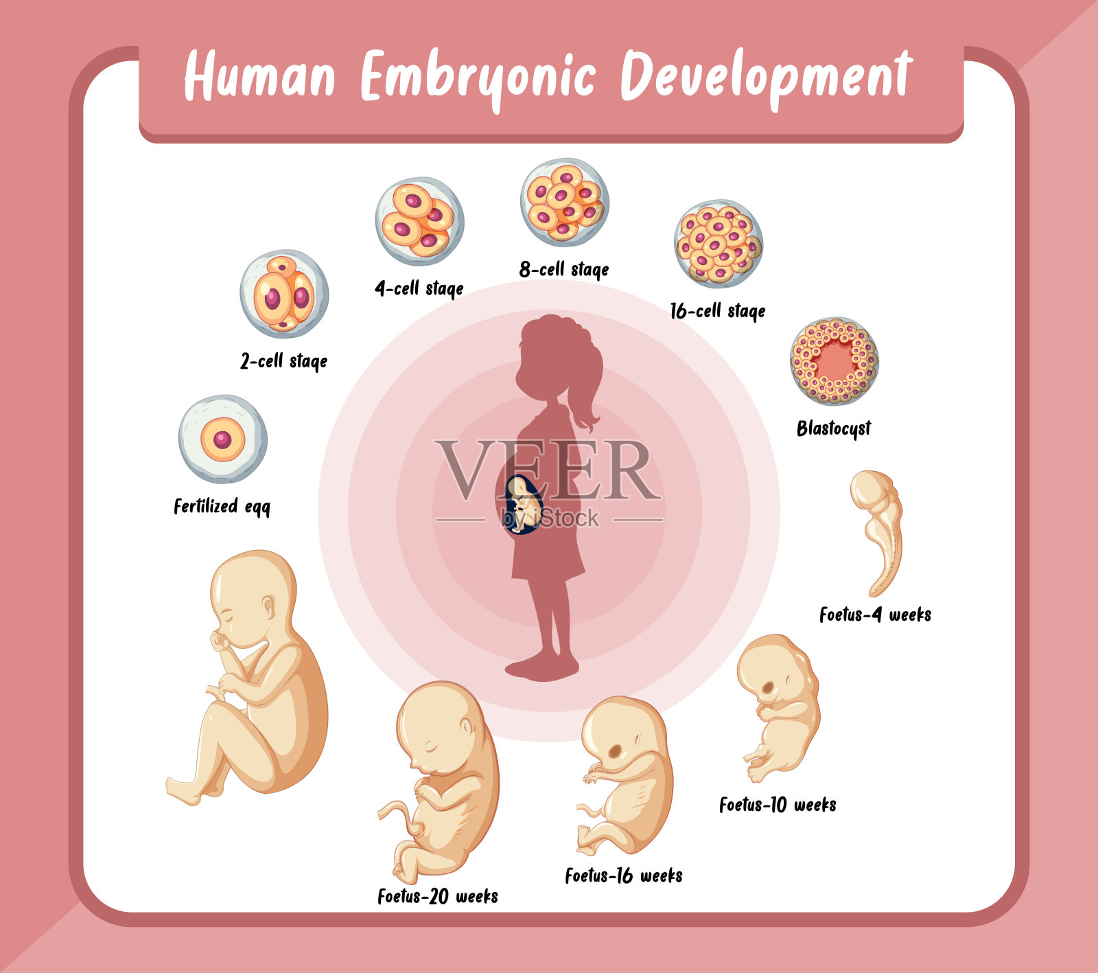 人类信息图中的人类胚胎发育插画图片素材