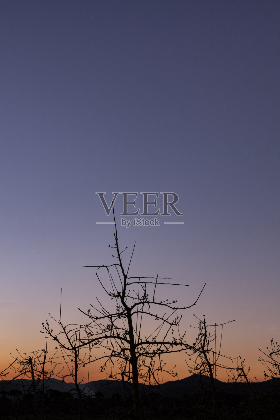 裸露的苹果树照片摄影图片