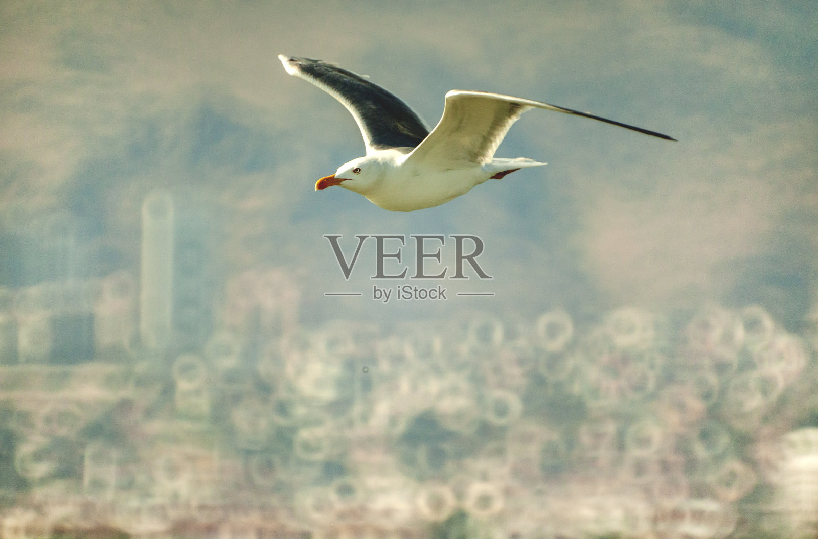 海鸥照片摄影图片