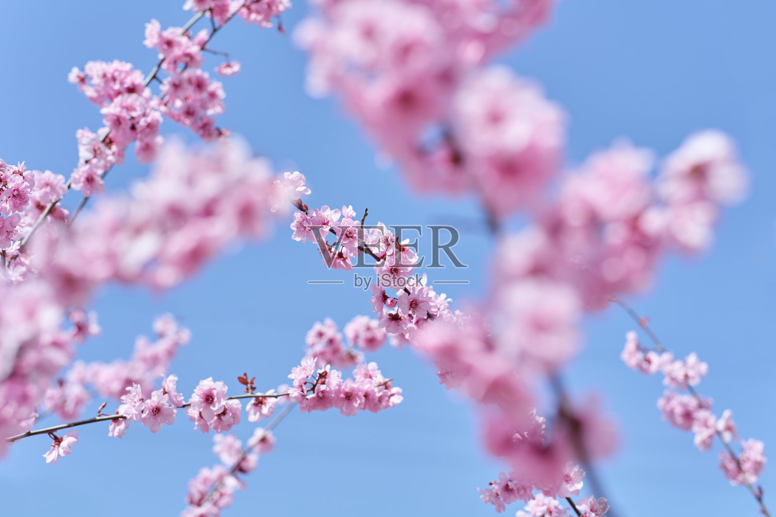 春天的桃花照片摄影图片