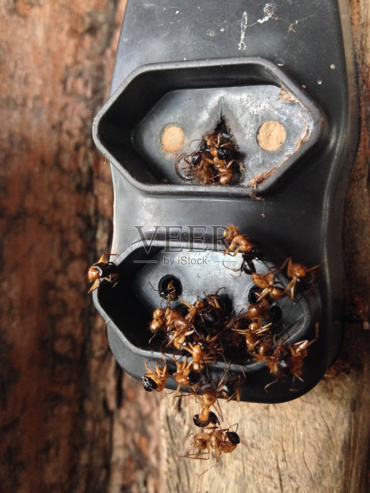 死蚂蚁在电源插座照片摄影图片