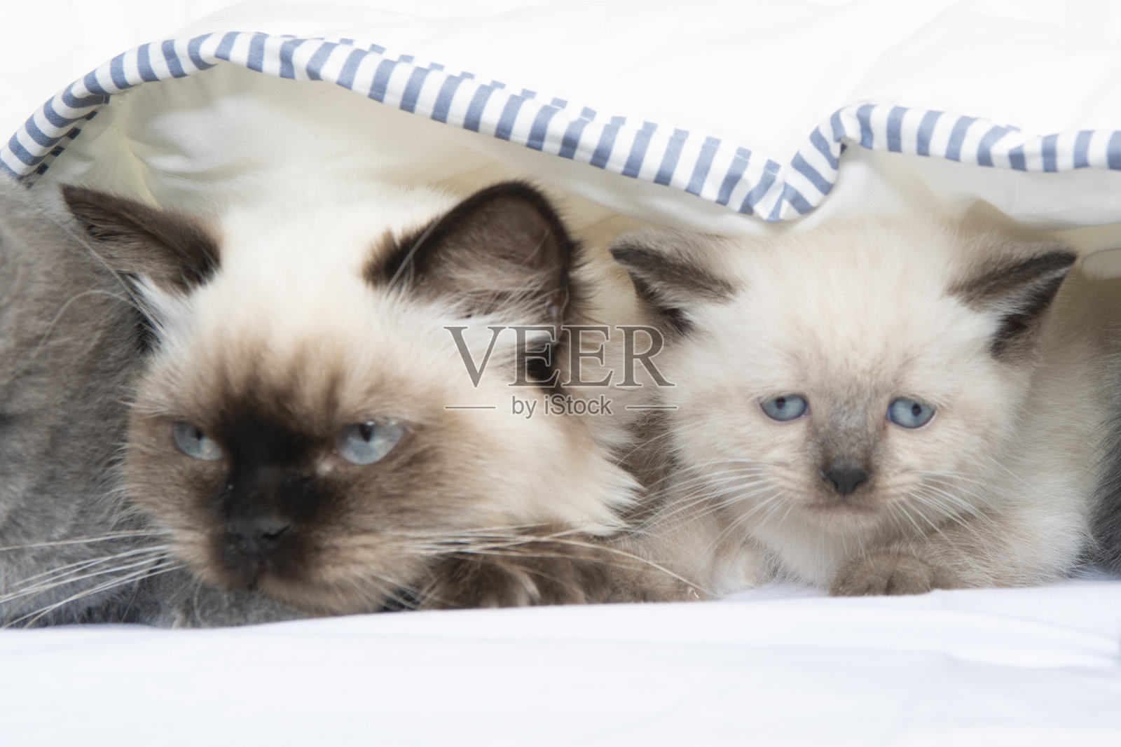 床单下顽皮的小猫照片摄影图片