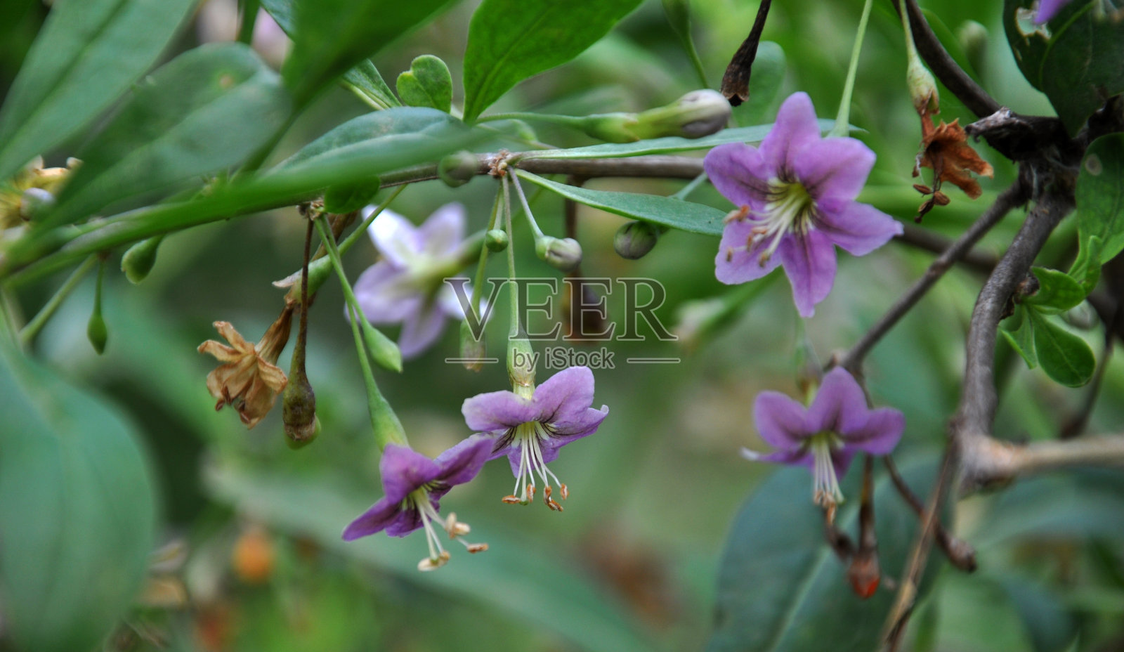 枸杞开花照片摄影图片