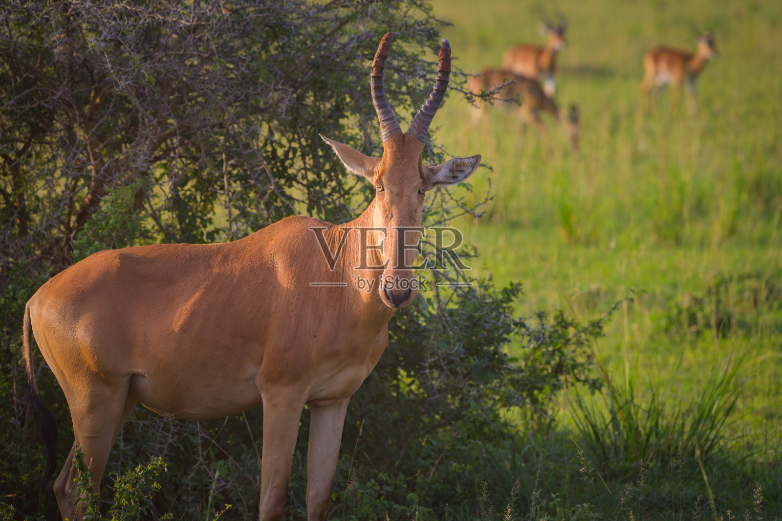 默奇森瀑布国家公园的羚羊照片摄影图片