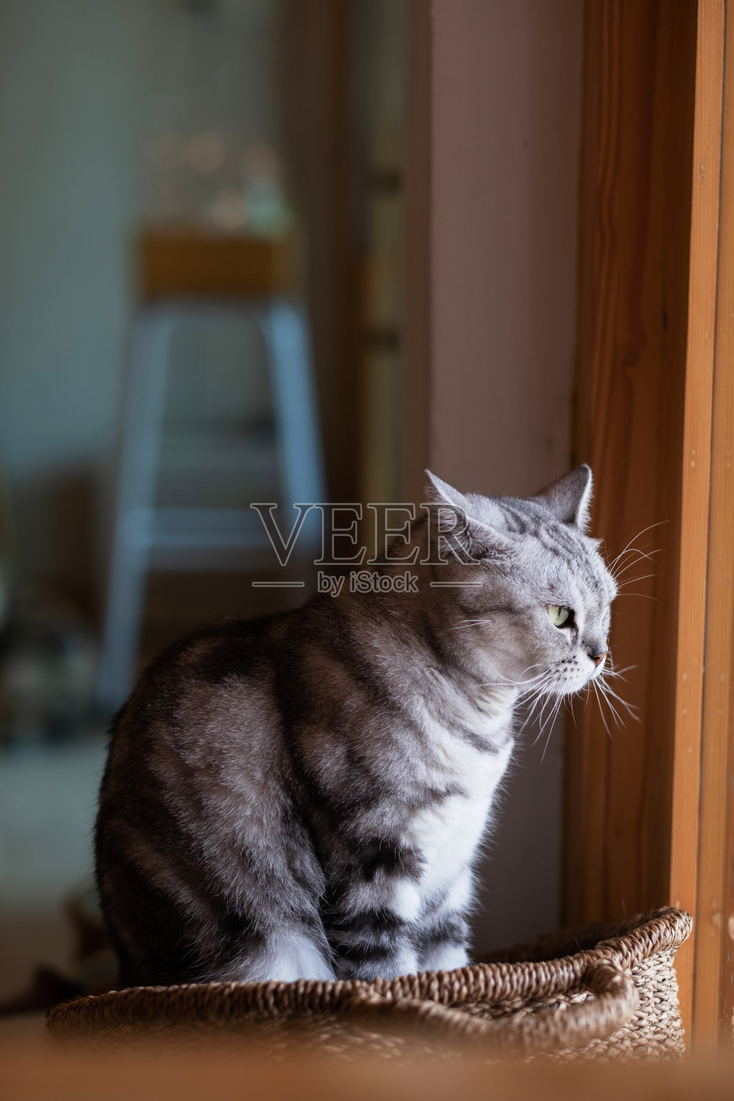 猫在地上的特写镜头，家里的动物照片摄影图片