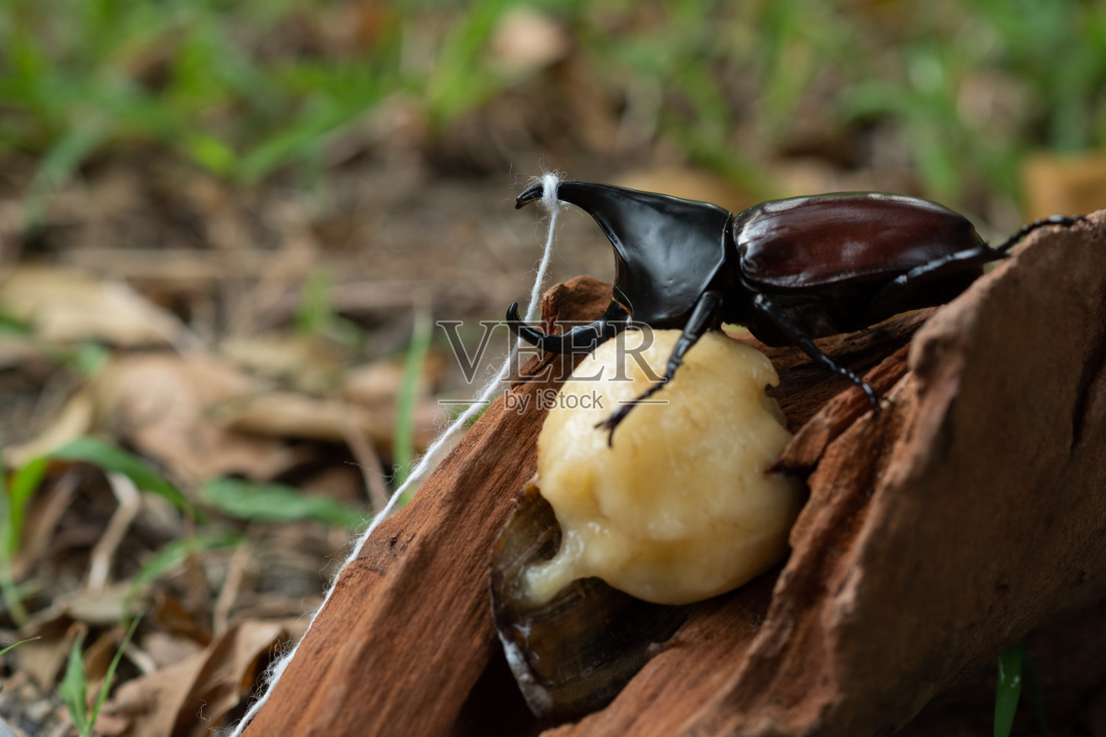 甲虫在木头上，昆虫，甲虫在休假照片摄影图片