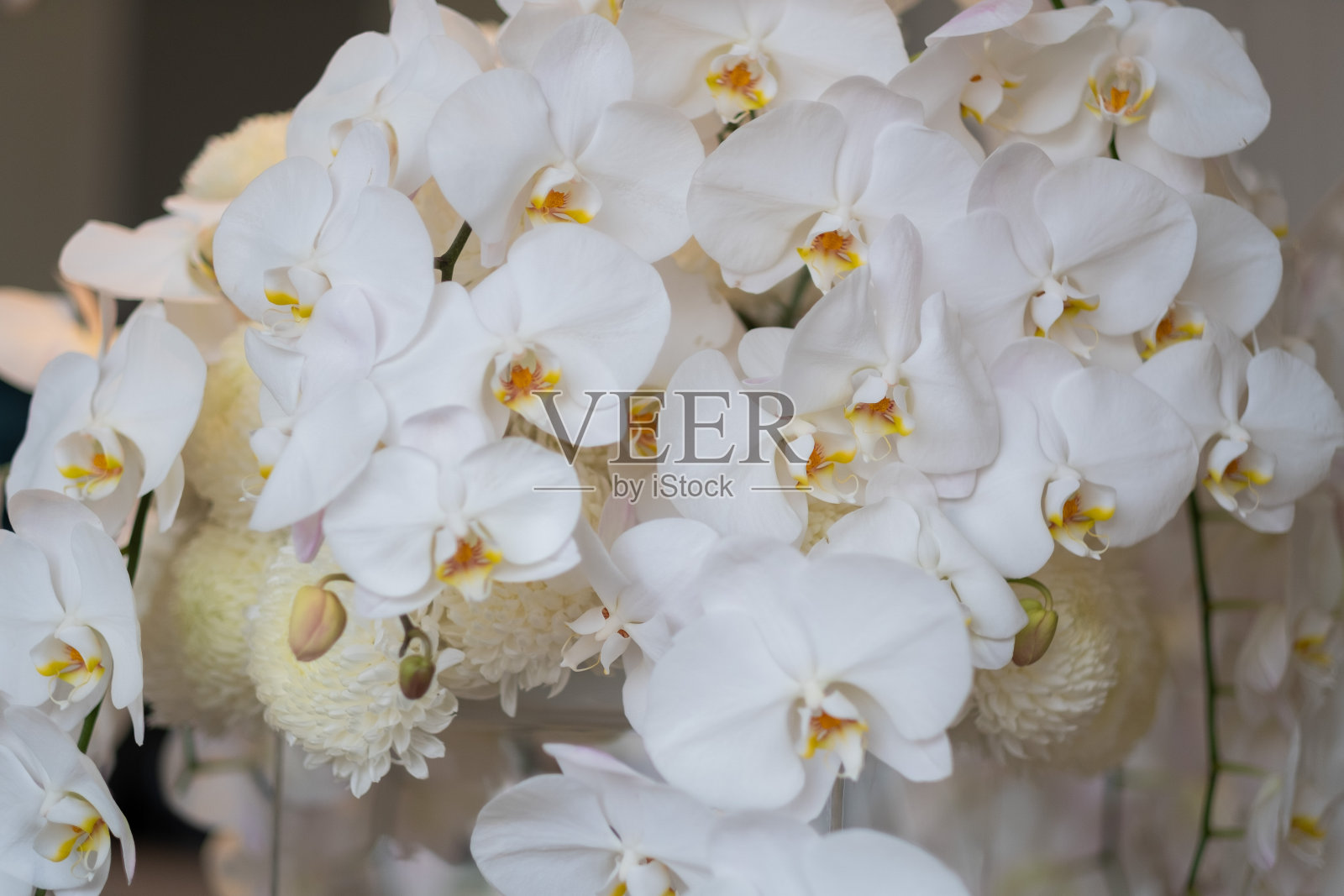 兰花花，美丽的花自然的背景照片摄影图片