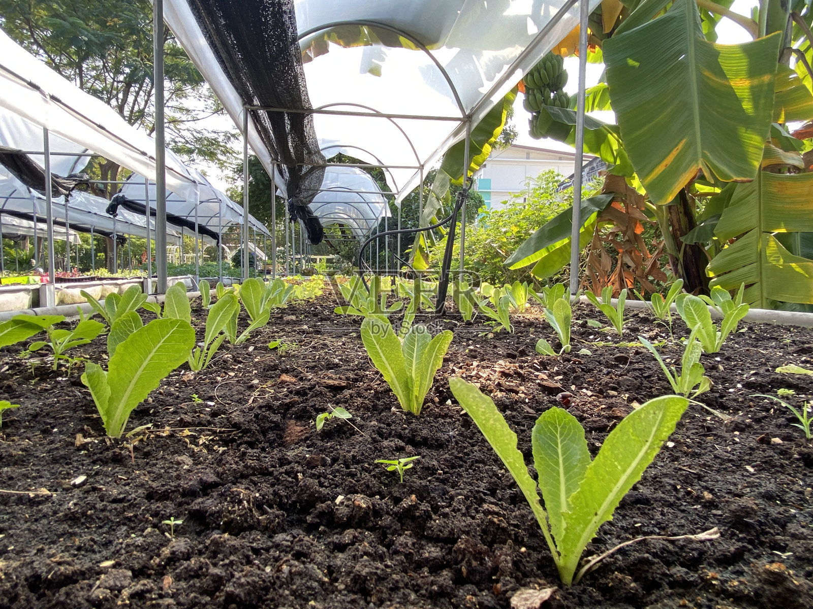 背景模糊的有机蔬菜，地面上生长的蔬菜照片摄影图片