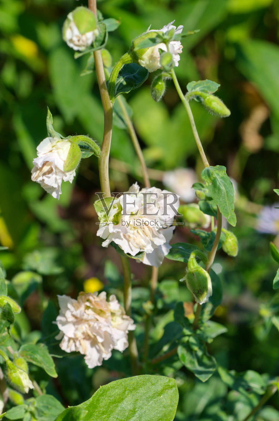 Clarkia樱花在花园里的花坛上盛开照片摄影图片