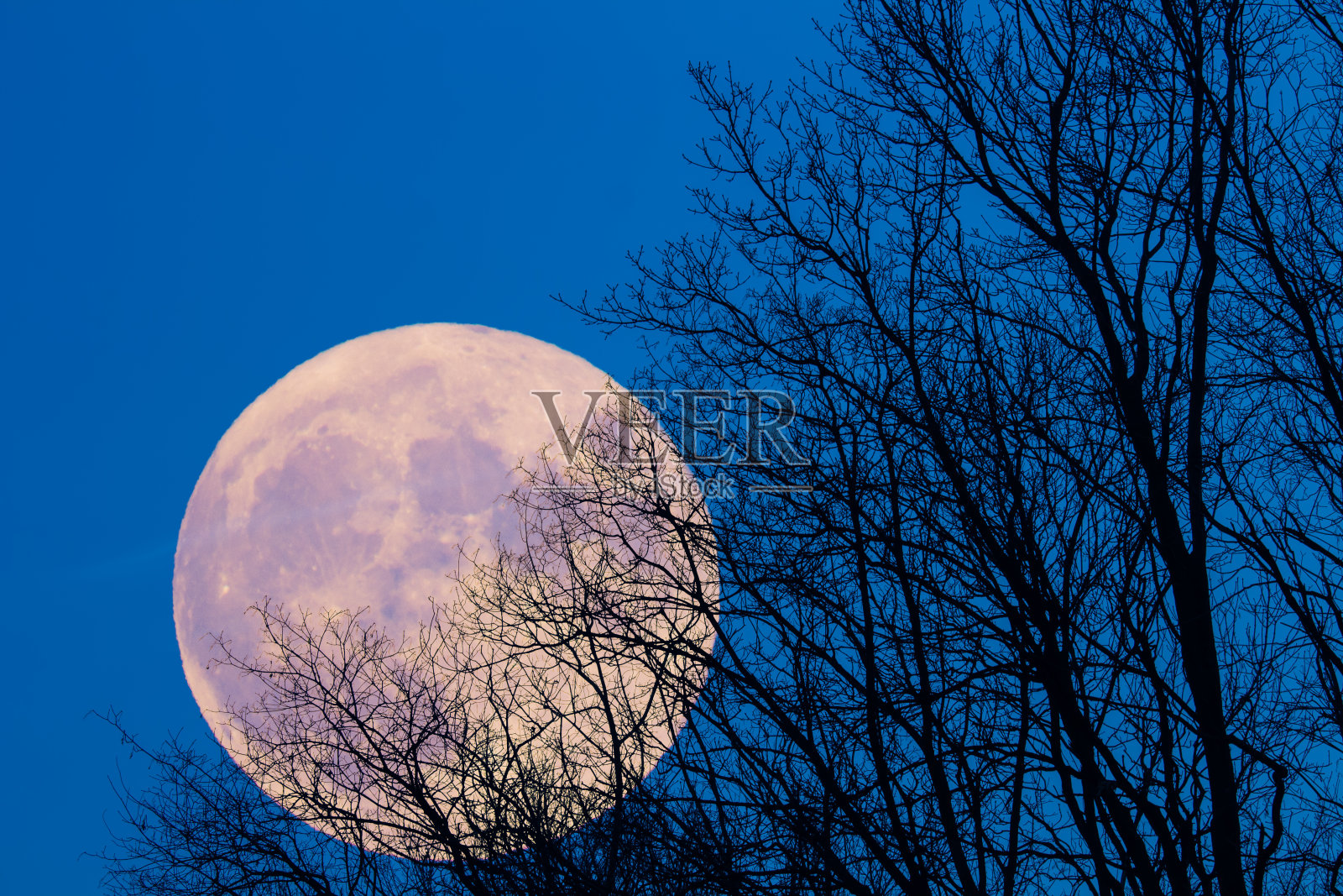 树木剪影与满月夜空照片摄影图片