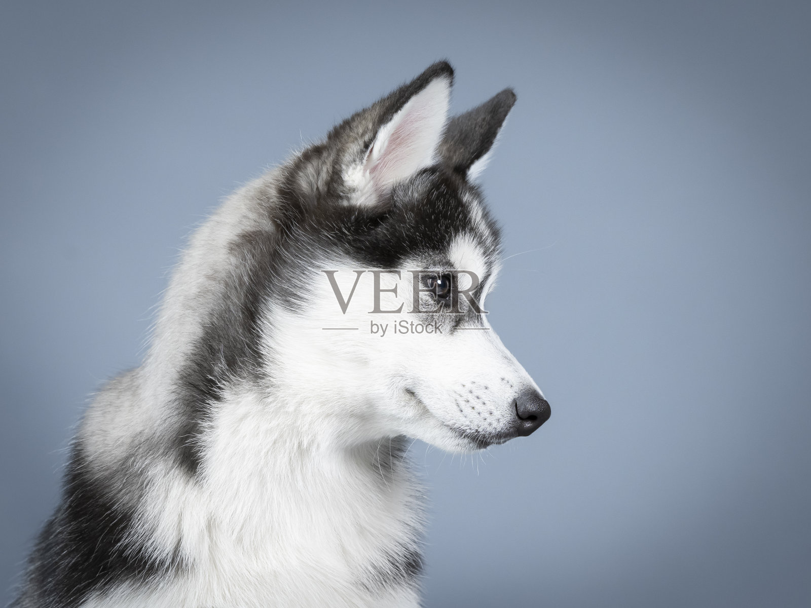 工作室肖像的西伯利亚哈士奇小狗照片摄影图片