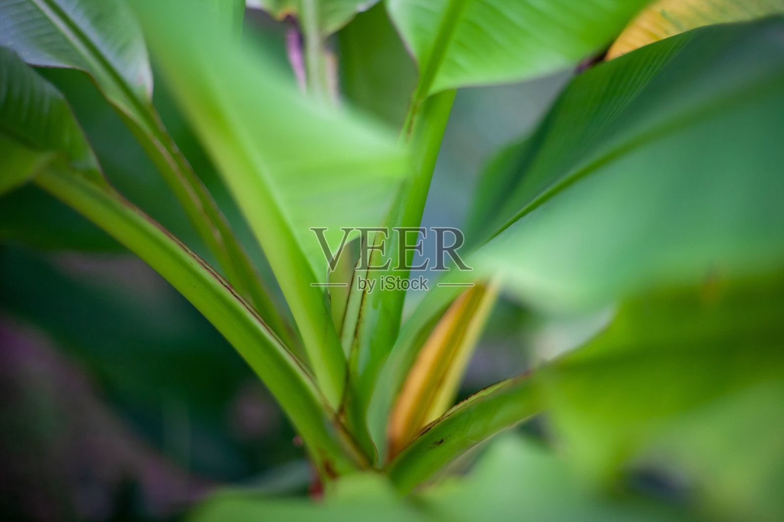 绿叶背景照片摄影图片