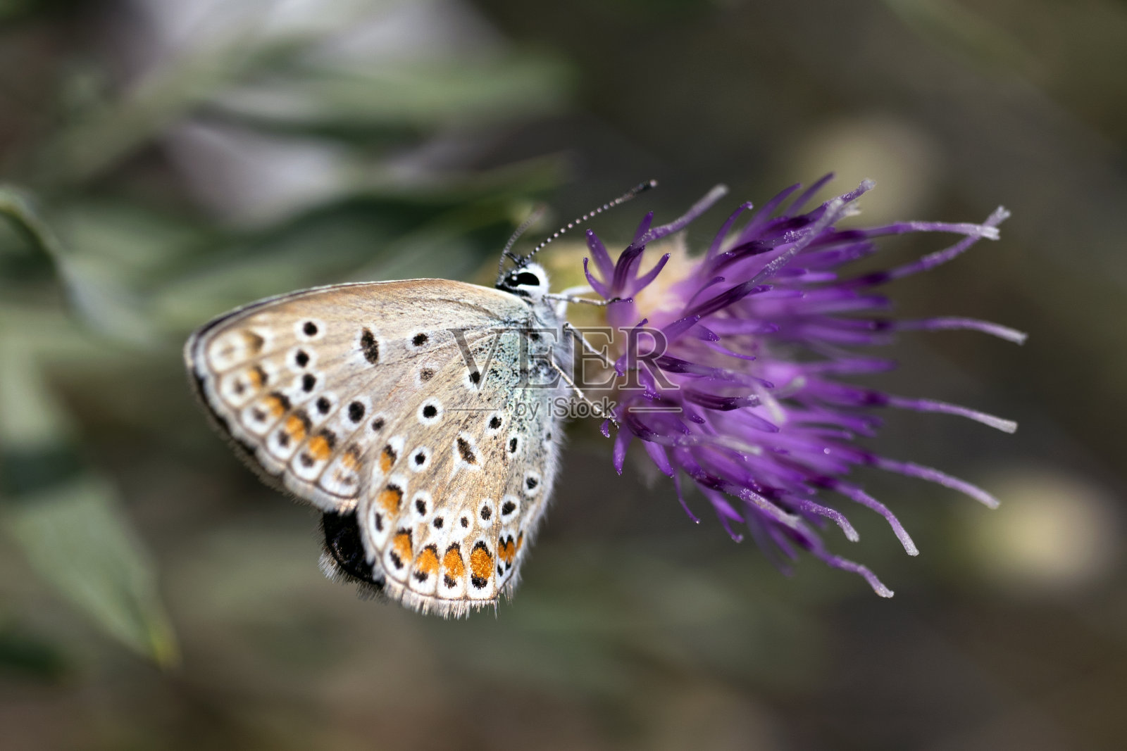 蓟花和斑点蝴蝶，特写。照片摄影图片