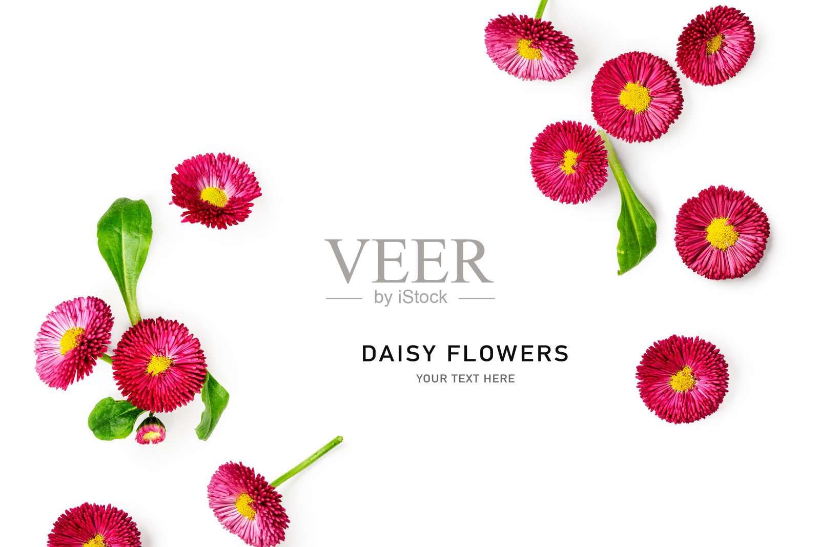 粉红色雏菊花创意布局照片摄影图片