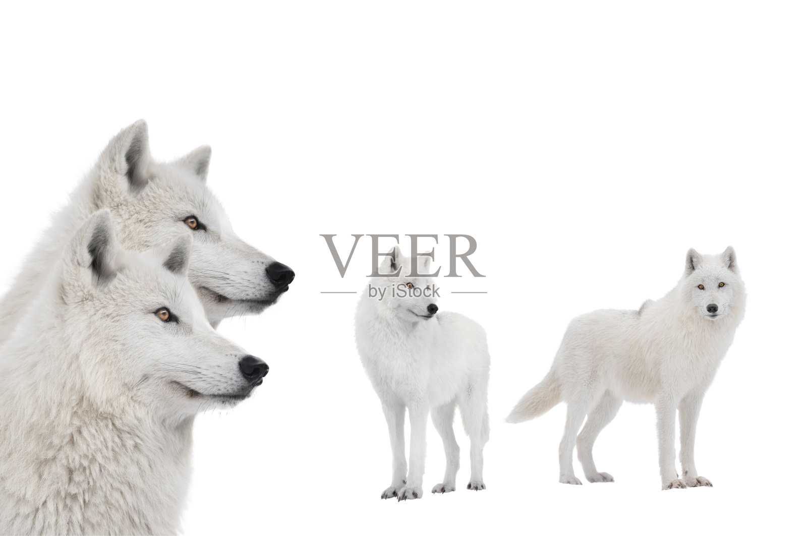 白色背景上孤立的极地狼的肖像照片摄影图片