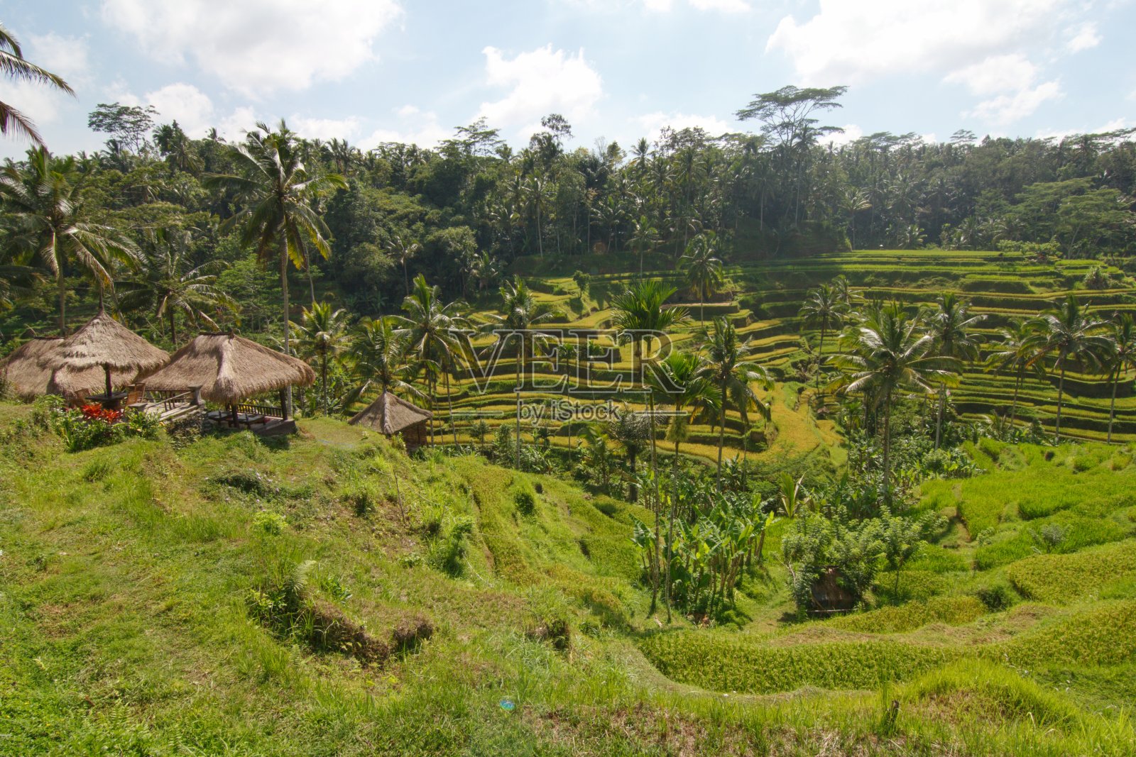 的稻田照片摄影图片