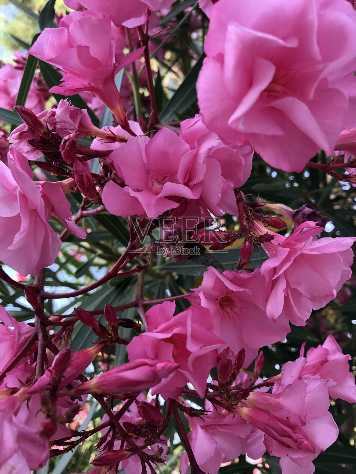 花照片摄影图片