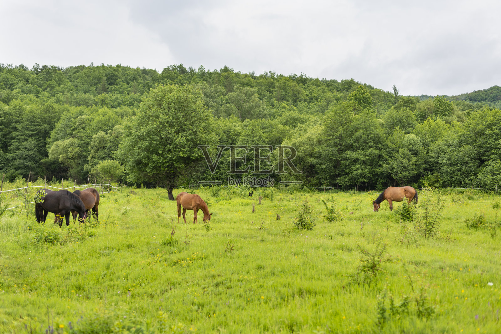 多云的夏天，山马在绿色的草地上吃草照片摄影图片