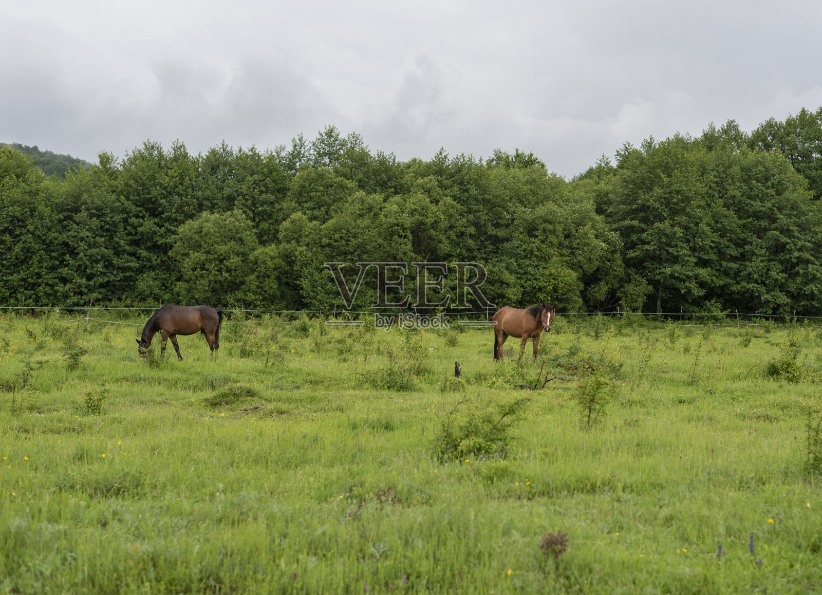 多云的夏天，山马在绿色的草地上吃草照片摄影图片