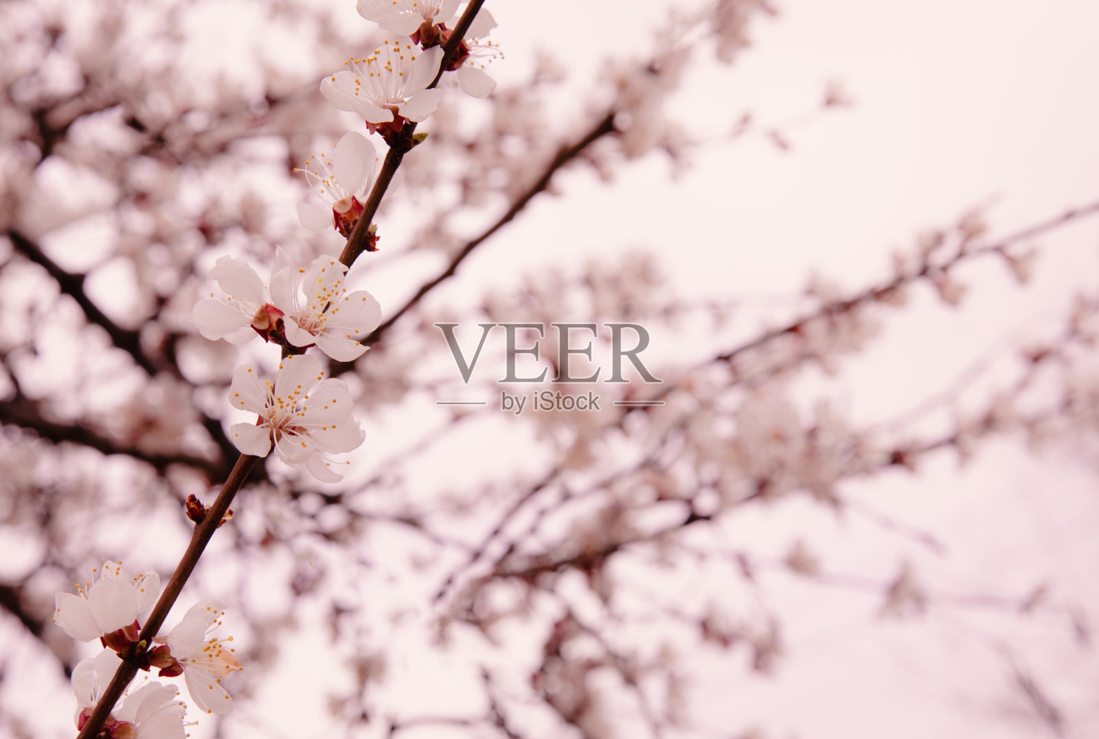 在蓝天的映衬下，一棵开花的树的美丽的树枝。美丽的樱花在春天的季节在公园里。纹理有花卉图案，背景自然。开花的树。宏。照片摄影图片