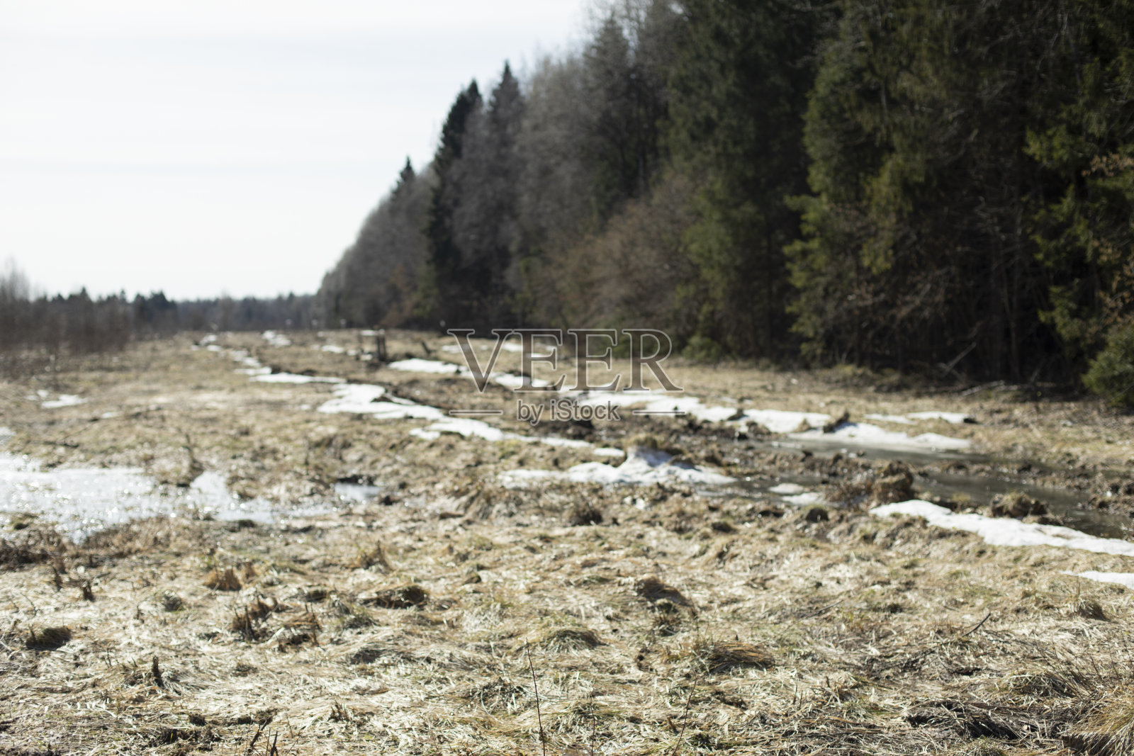 在春天森林。的边缘领域。雪在自然界中融化。照片摄影图片