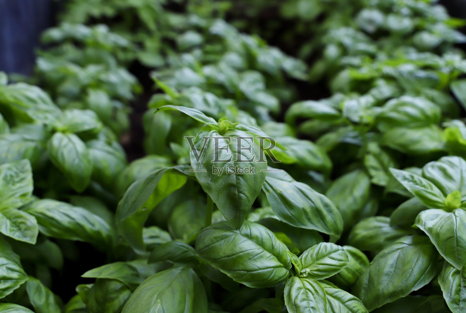 罗勒植物特写照片摄影图片