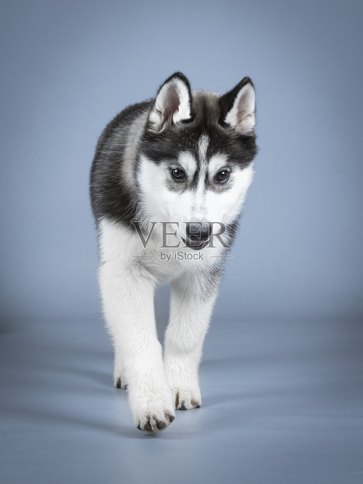 西伯利亚哈士奇小狗散步的照片照片摄影图片